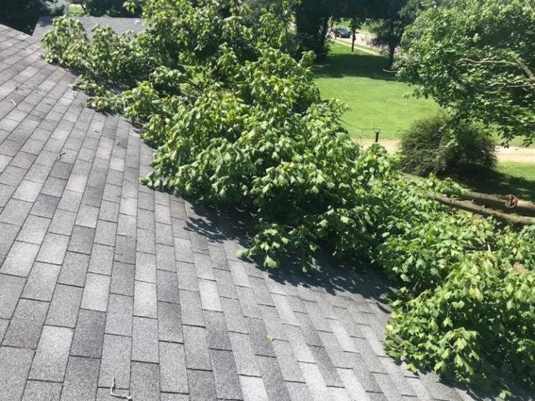 What to do When a Tree Falls on Your Roof?